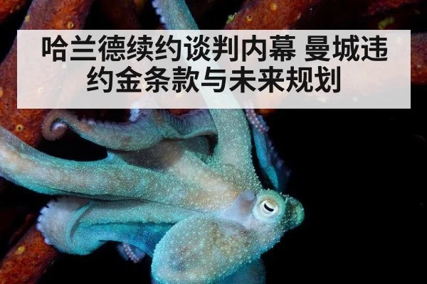 哈兰德续约谈判内幕 曼城违约金条款与未来规划